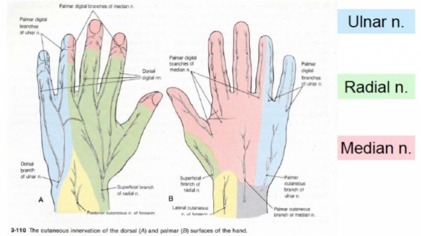 nerve endings in feet vs hands