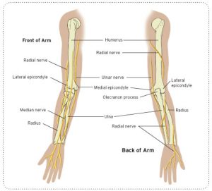 Broken Arm | Symptoms, Causes and Treatment - Tanya Coats